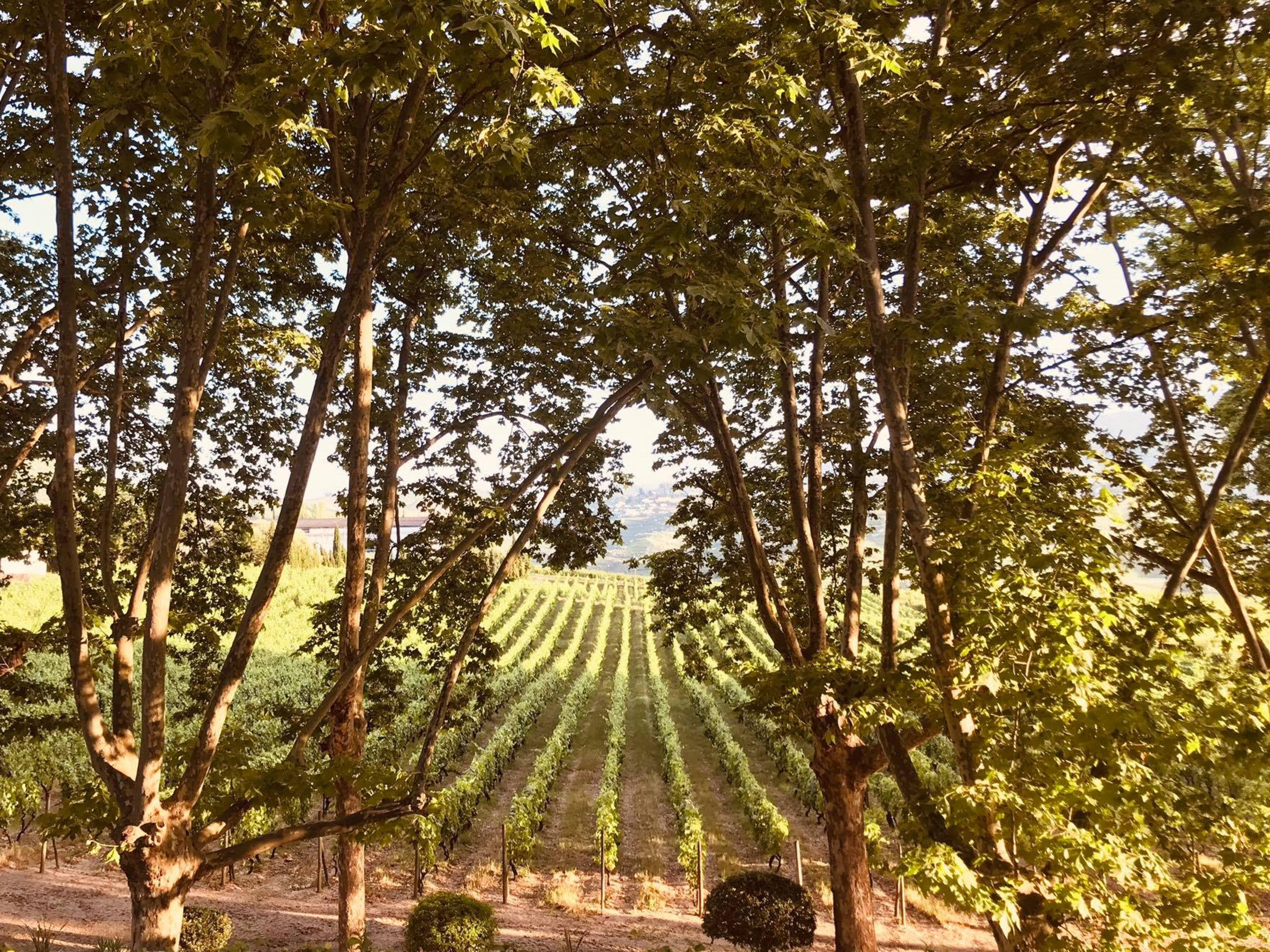 Pacheca The Wine House Hotel E Spa - Quinta Da Pacheca Lamego Esterno foto Vineyards in the Rogue Valley